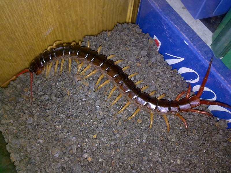  p>越南巨人蜈蚣(学名:scolopendra subspinipes),是亚洲最大的蜈蚣