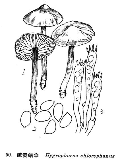  p> a target="_blank" href="/item/真菌门/2454758" data-lemmaid="