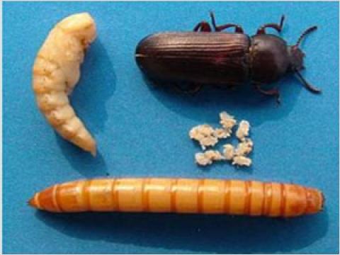  p data-id="gnt536cc10">黄粉虫俗名面包虫,为