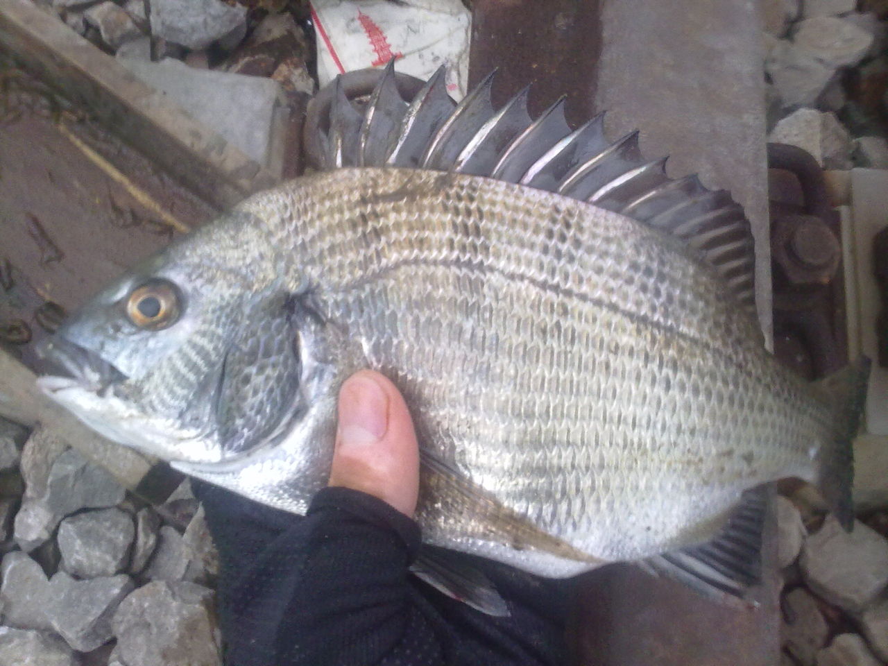  p>黑头鱼为铀形目蚰科平鲐的一种,又称黑石鲈,黑头, a href="#" data