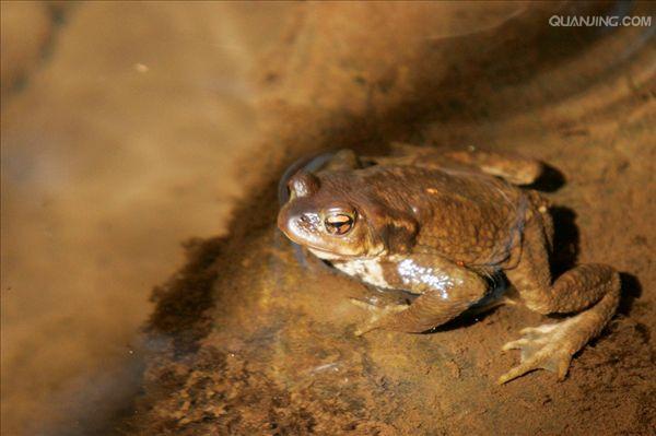  p>蟾蜍,也叫 a target="_blank" href="/item/蛤蟆">蛤蟆 /a>há ma