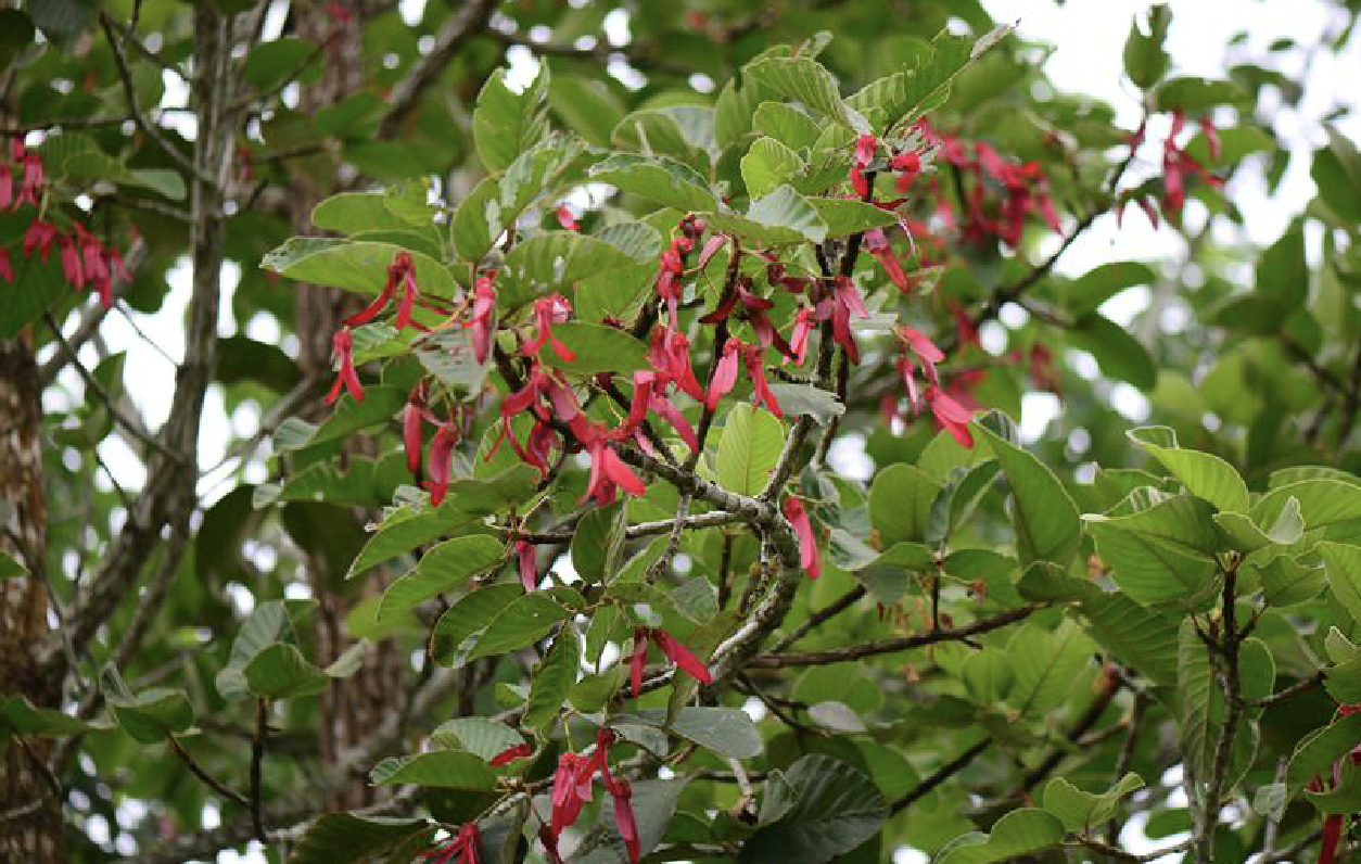  i>intricatus /i> dyer)是龙脑香科龙脑香属植物,落叶大乔木,树高15