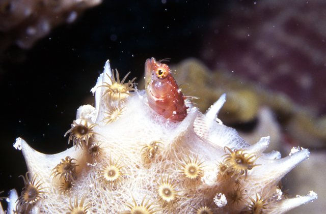 hassi  /i>(klausewitz, 1958),新矶鳚科斯氏脂胎鳚属的一种 a