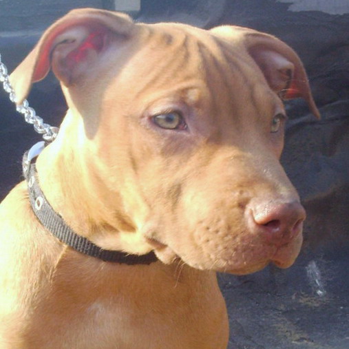 american pit bull terrier