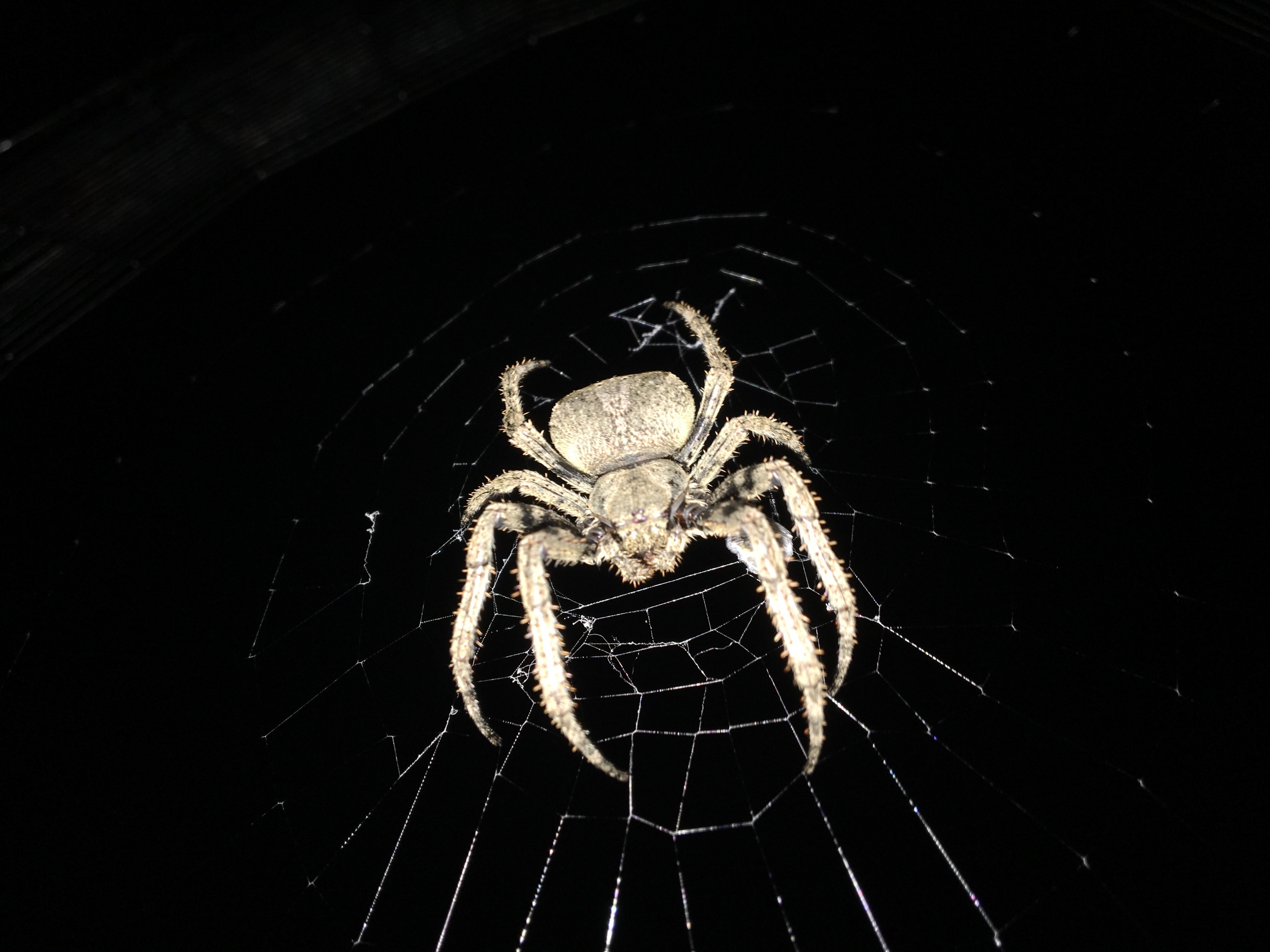 koch,1878))是园蜘科,园蛛属的一种动物.