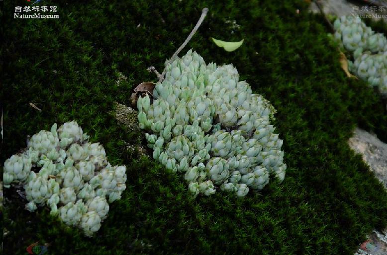  p>小瓦松〔学名: i>orostachys minutus /i> (kom.