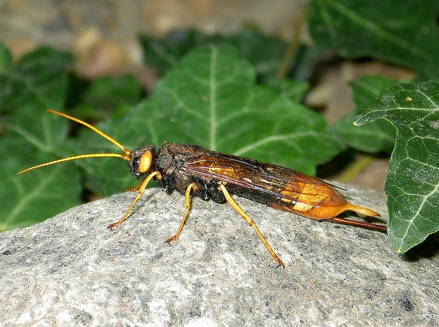  p>泰加大树蜂, i>urocerus gigas taiganus /i> beson,树蜂科大树蜂