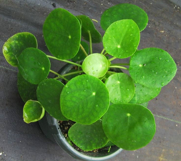 p>镜面草(学名 i>pilea peperomioides/i diels:是多年生肉质 a