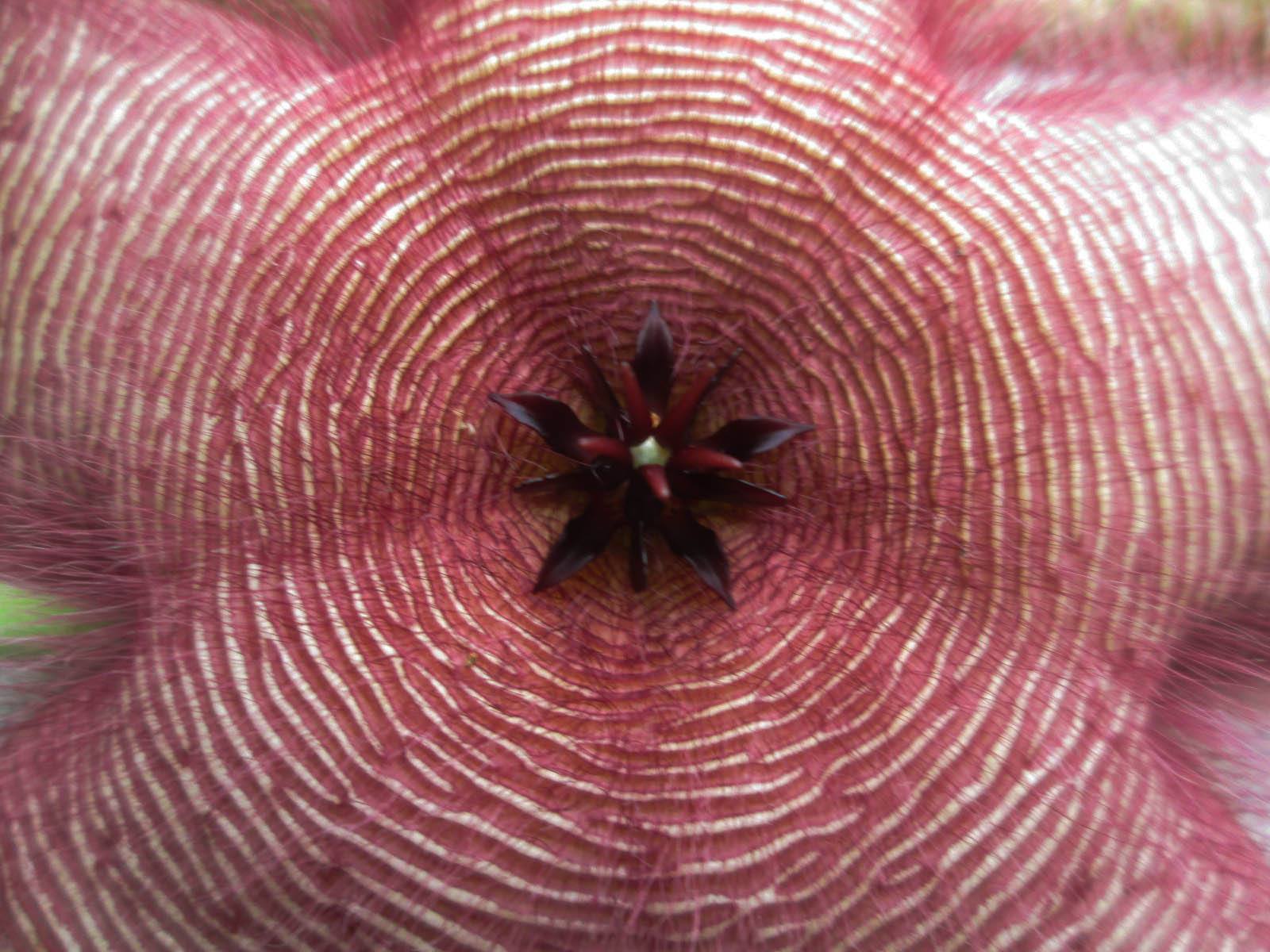  p>大花犀角(学名: i>stapelia /i>  i>grandiflora /i> masson)是