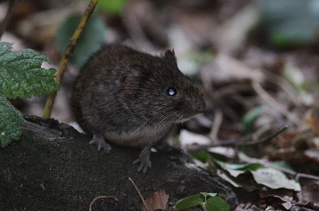  p>根田鼠(学名: i>microtus oeconomus /i>)体