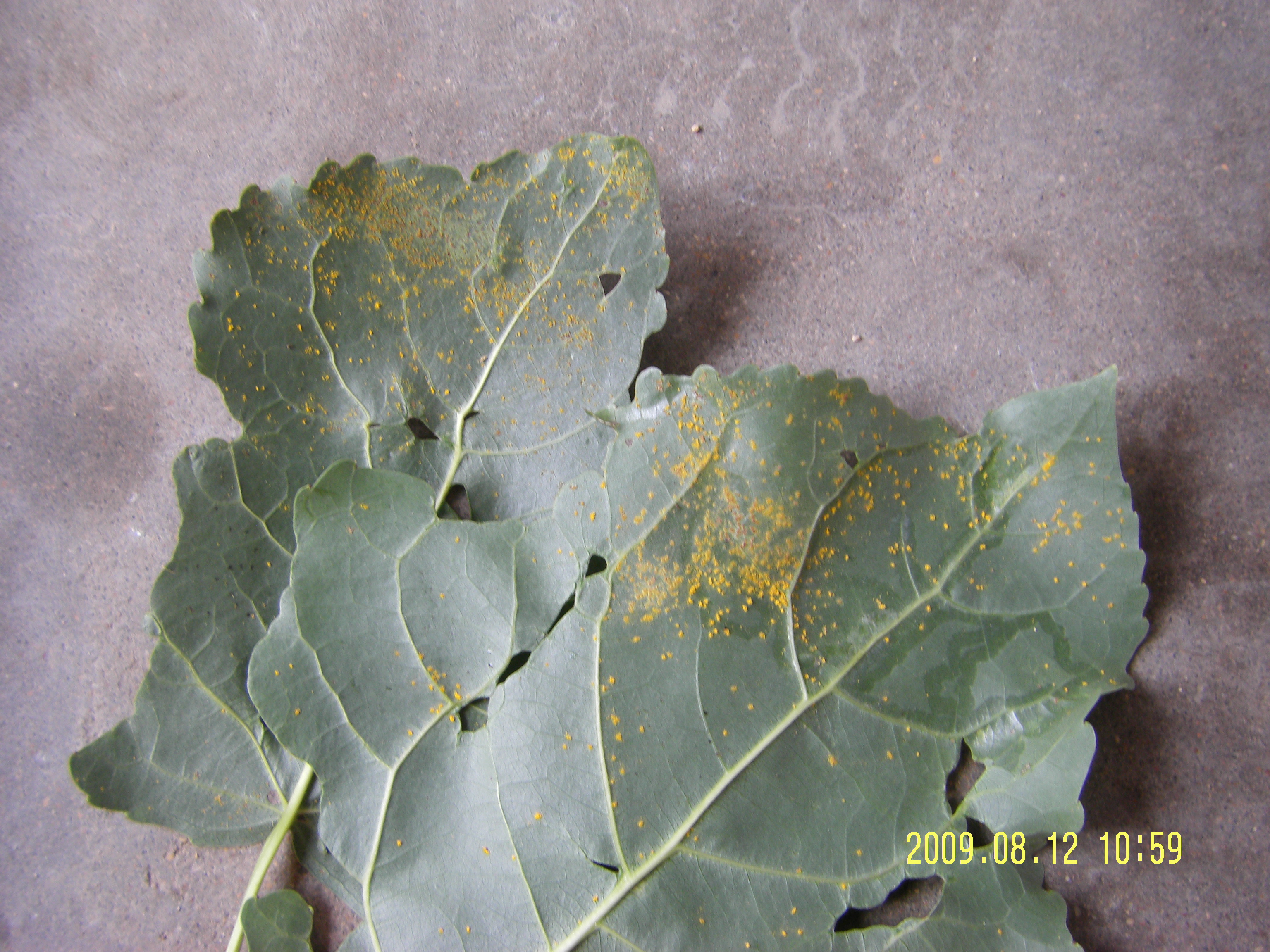 青杨叶锈病又叫落叶松杨锈病,是杨树锈病中