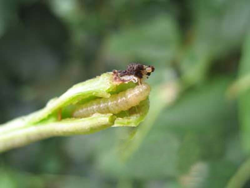 豇豆钻心虫
