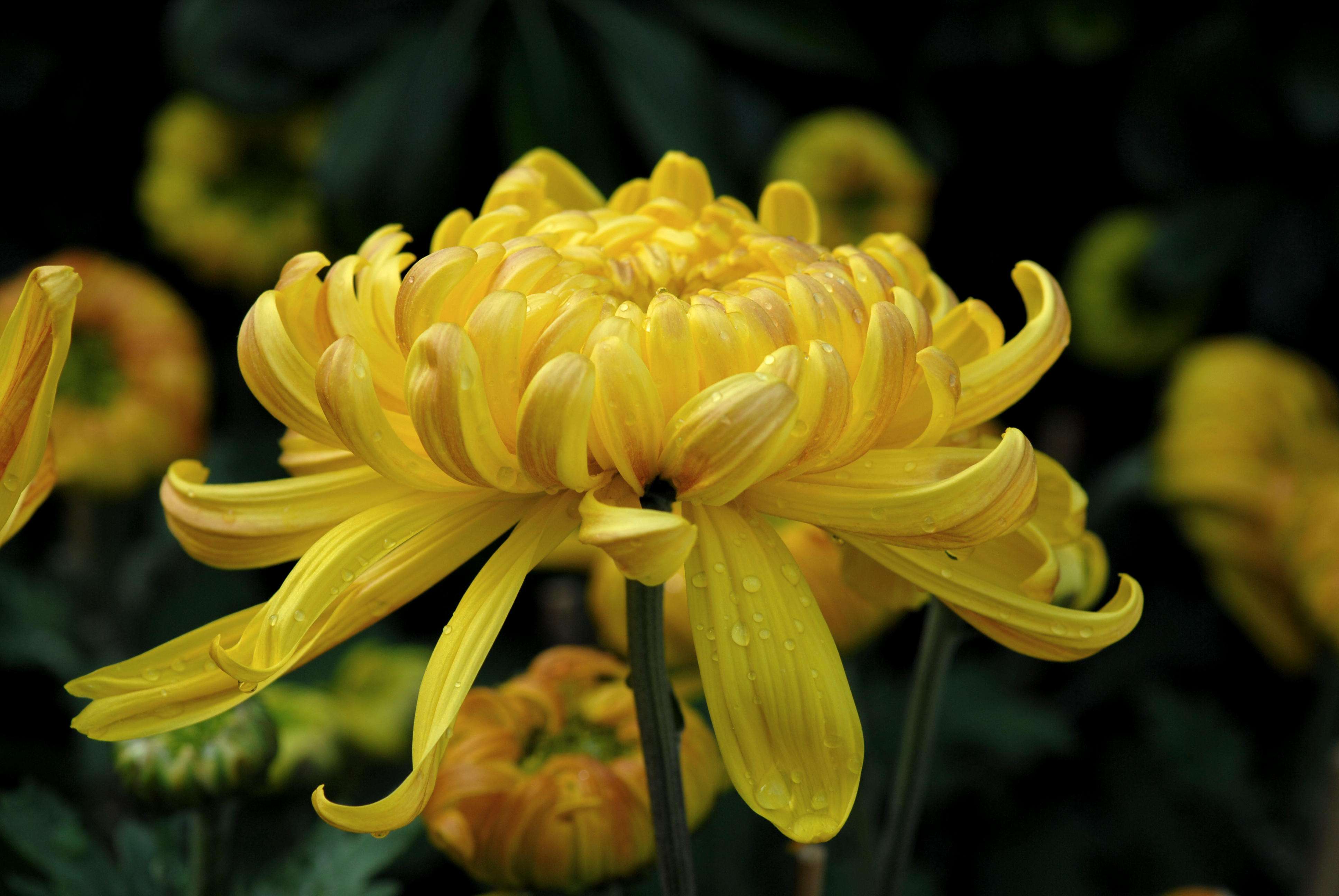  a target="_blank" href="/item/菊科/2659935" data-lemmaid="