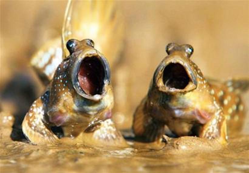  p>弹涂鱼(学名: i>periophthalmus cantonensis /i>)是虾虎鱼科 sup