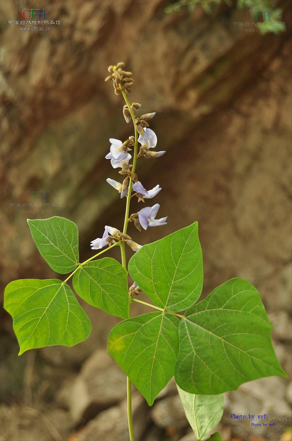  p>豆薯属(学名: i>pachyrhizus&nbsp;rich /i>. ex dc.