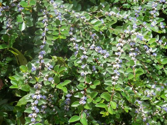 细叶谷木海南个体