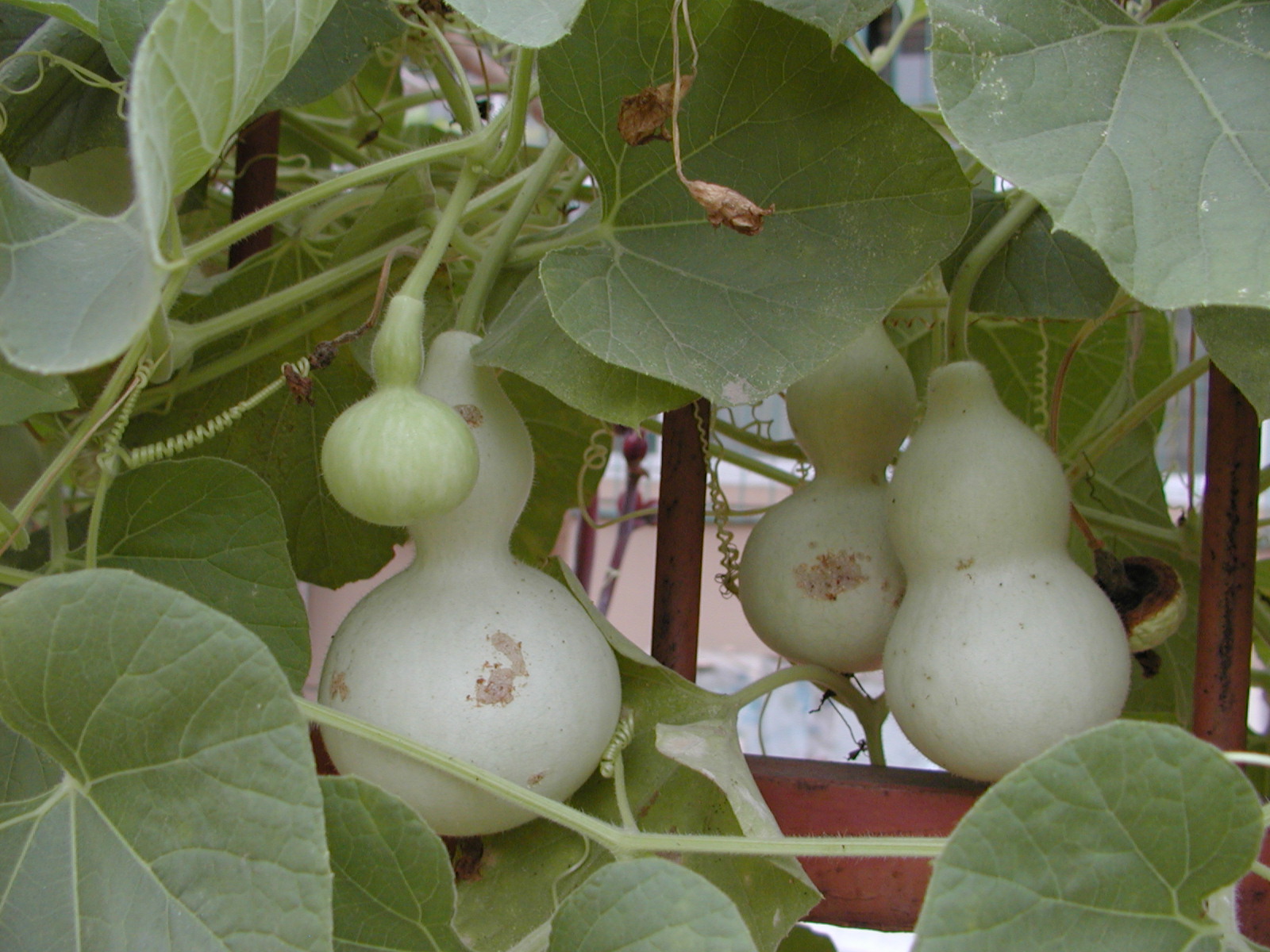  p>葫芦属(学名: i>lagenaria  /i>ser.