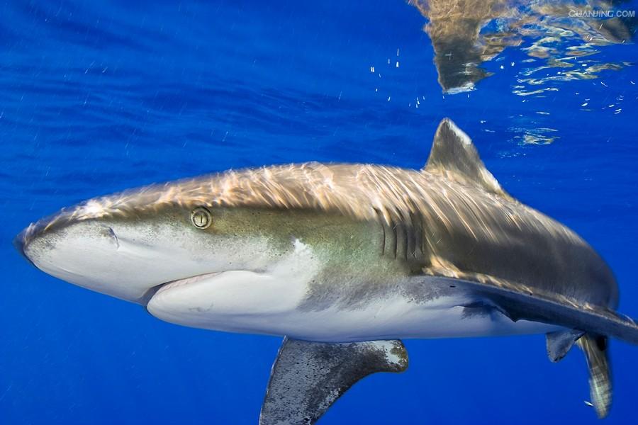 p>远洋白鳍鲨, i>carcharhinus longimanus  /i>(poey, 1861),是 a
