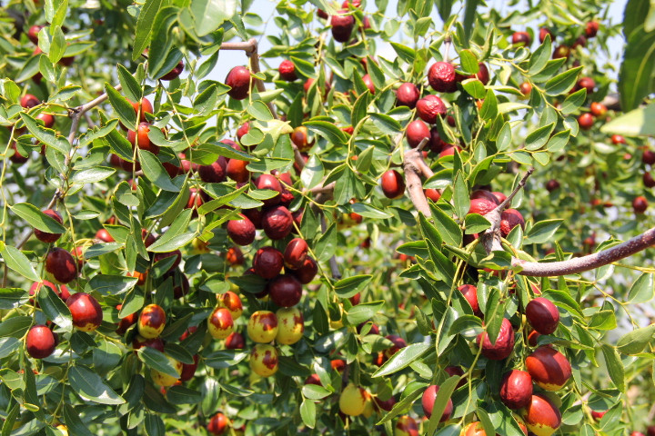  p data-id="gnyxfj5ses"> a target="_blank" href="/item/稷山板枣