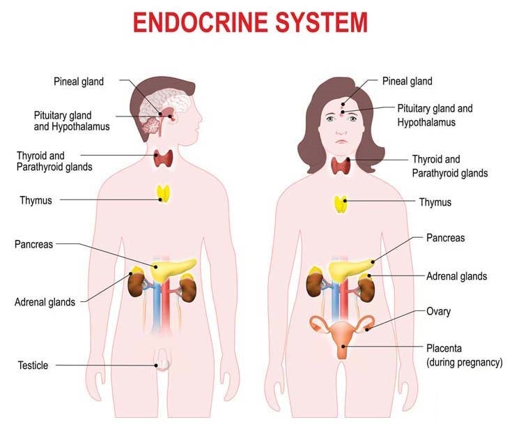 内分泌系统结构简图图片
