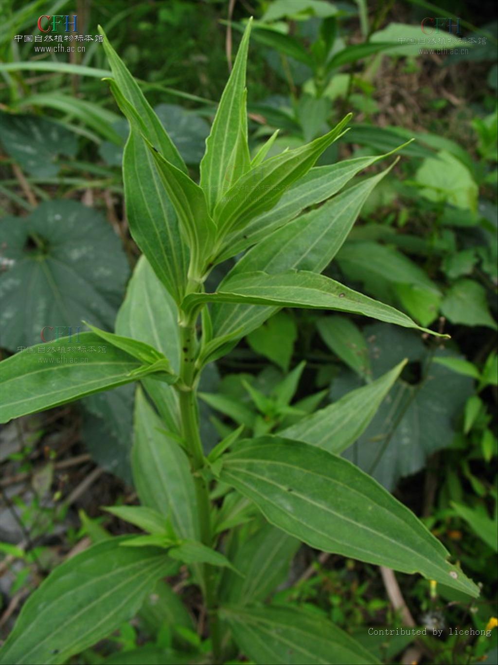  p> b>心叶獐牙菜 /b>(学名: b> i>swertia cordata /i> /b>)为龙胆科