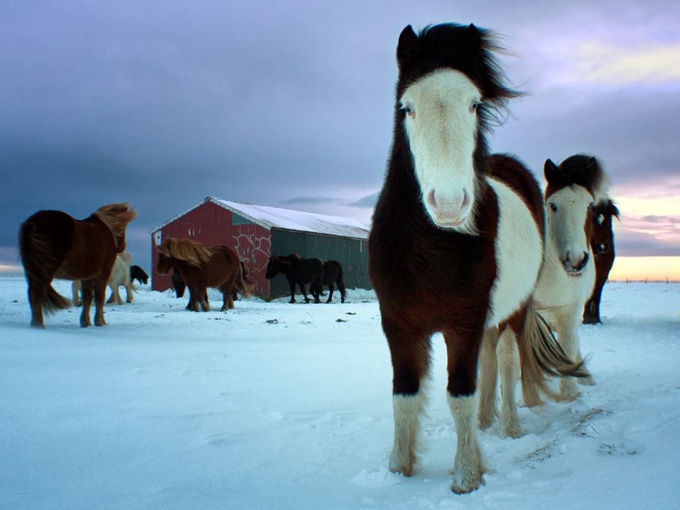 icelandic horse