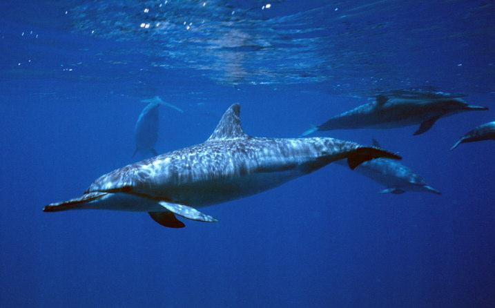  p>长吻原海豚(学名: i>stenella longirostris /i>)吻突细长为体长的