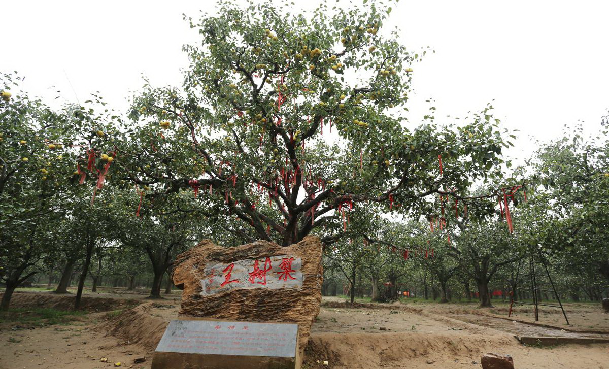 宁陵万亩梨园景区