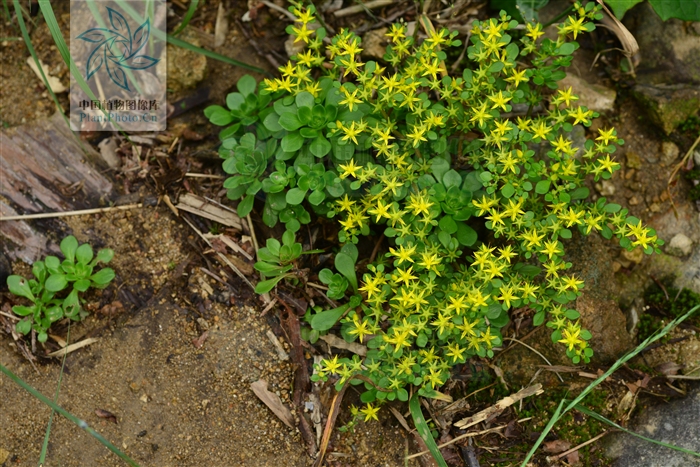  p>东南景天(学名: i>sedum alfredii /i> hance)是景天科,景天属植物