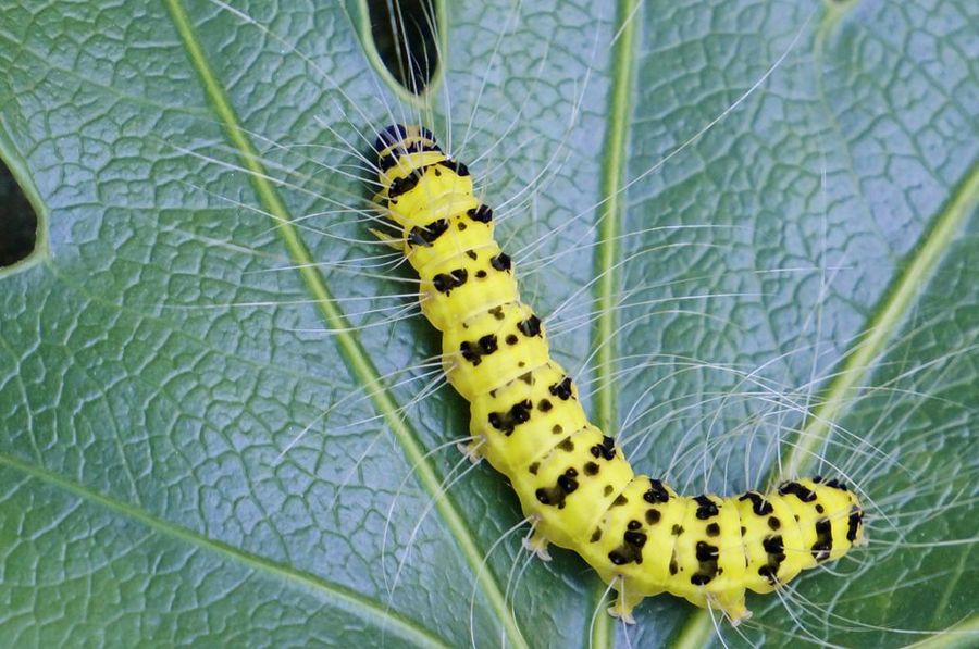 eligmanarcissusgramer