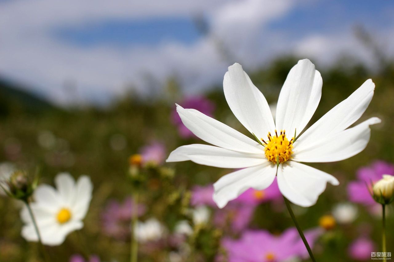  p>格桑花草原是甘南藏族自治州夏河县桑科草原上一块光彩夺目的宝石
