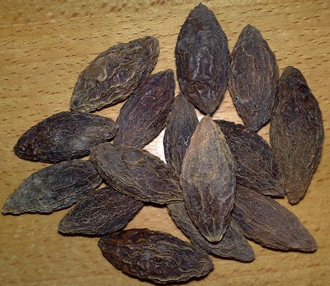  p>藏青果,别名西青果,大乔木,.