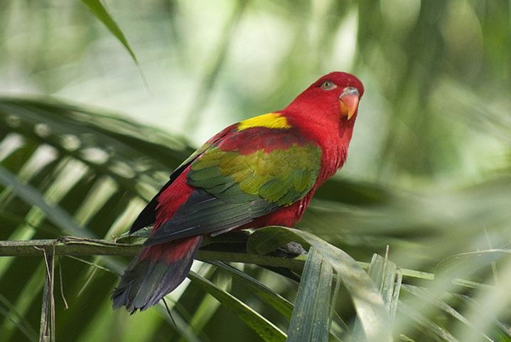  p>喋喋吸蜜鹦鹉(学名:lorius garrulus)羽色鲜艳,鸟体为红色,肩膀为
