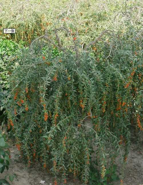  p>地骨皮,别名枸杞皮,为 a target="_blank" href="/item/茄科