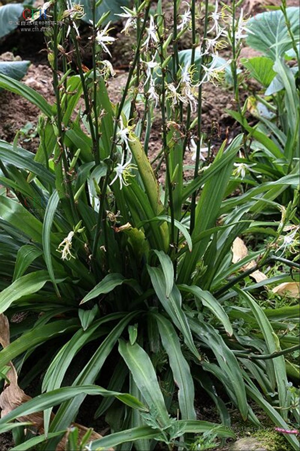  p>鹭鸶草(学名: i>diuranthera major /i> hemsl.