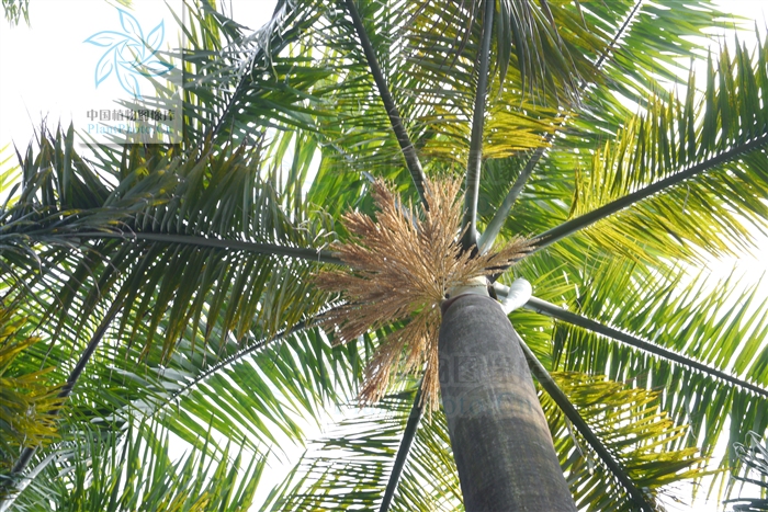  p>大王椰子树(学名:大王椰子,拉丁学名:roystonea regia (kunth) o.