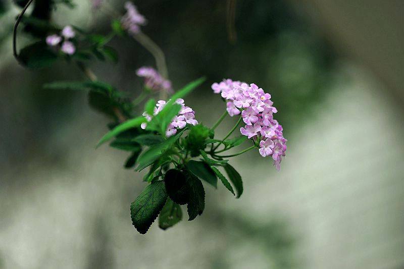 plumbago indica linn.