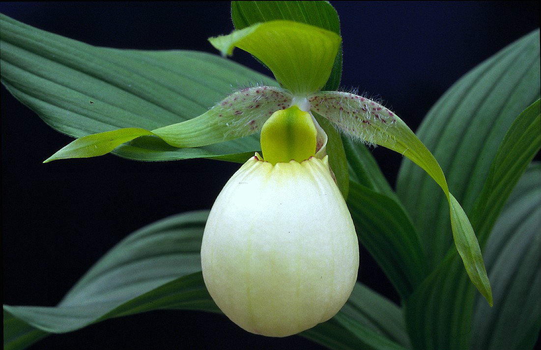  p>大叶杓兰(学名: i>cypripedium fasciolatum /i>  franch.