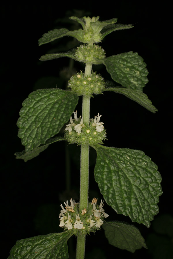  p>欧夏至草属约40种,主要分布于欧亚大陆温带及非洲北部,以地中海