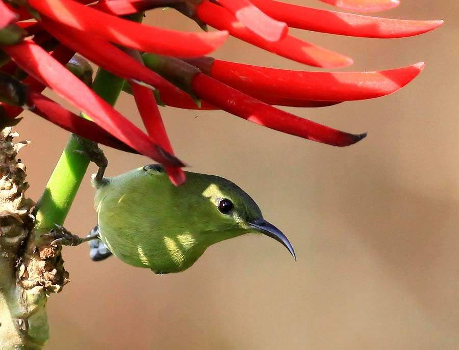  p>叉尾太阳鸟(学名: i>aethopyga latouchii /i>),别称燕尾太阳鸟,是
