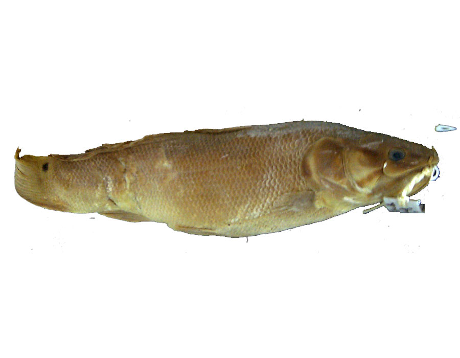  p>弓鳍鱼 amia calva 亦作grindle.