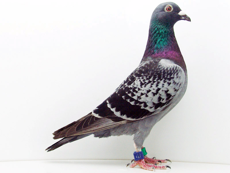  p>石岐鸽,广东省 a target="_blank" href="/item/中山市/214338"