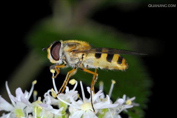  p>黑带食蚜蝇为双翅目, a target="_blank" href="/item/食蚜蝇科