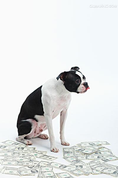 智商非常高的,被毛平滑,头部短,结构紧凑,短尾巴,非常匀称的狗,颜色上