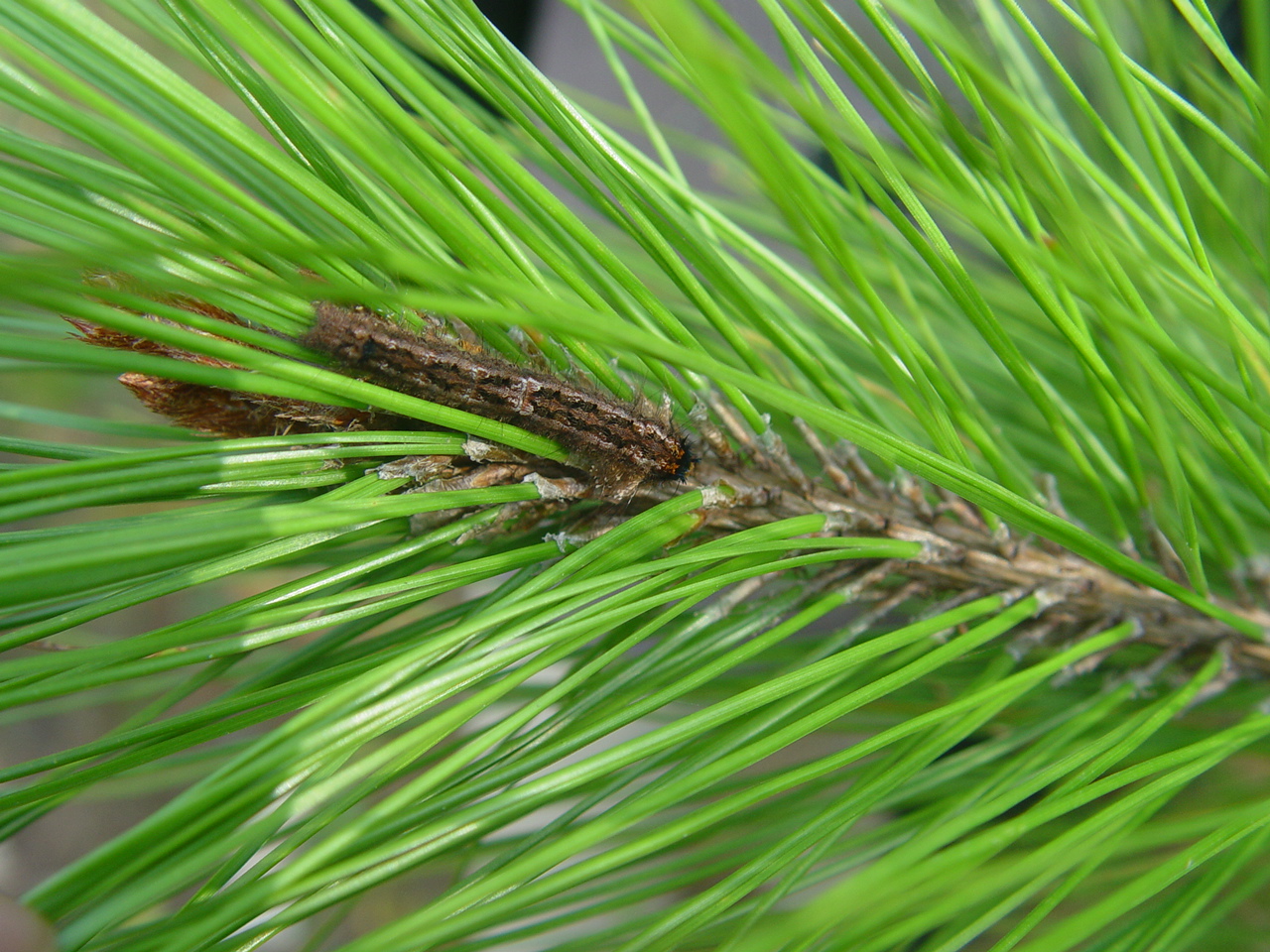 pinus massoniana lamb.