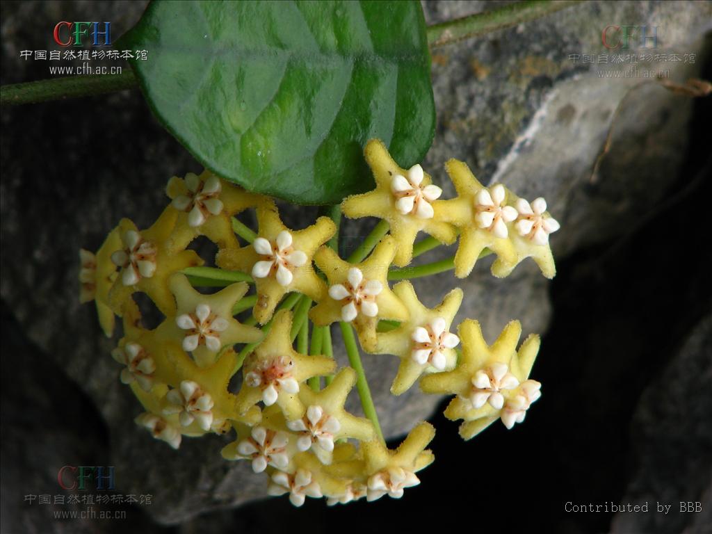  p>毛球兰(拉丁学名: i>hoya villosa /i> cost.