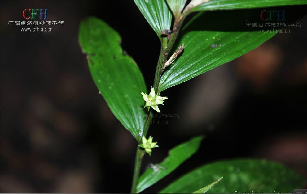 tropidia nipponica masamune