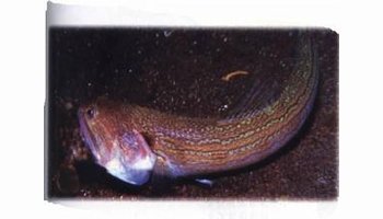 长头深海狗母鱼