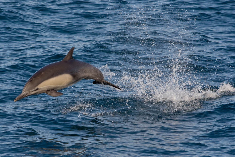  p>长吻真海豚(学名: i>delphinus capensis /i>)基本外形与 a target