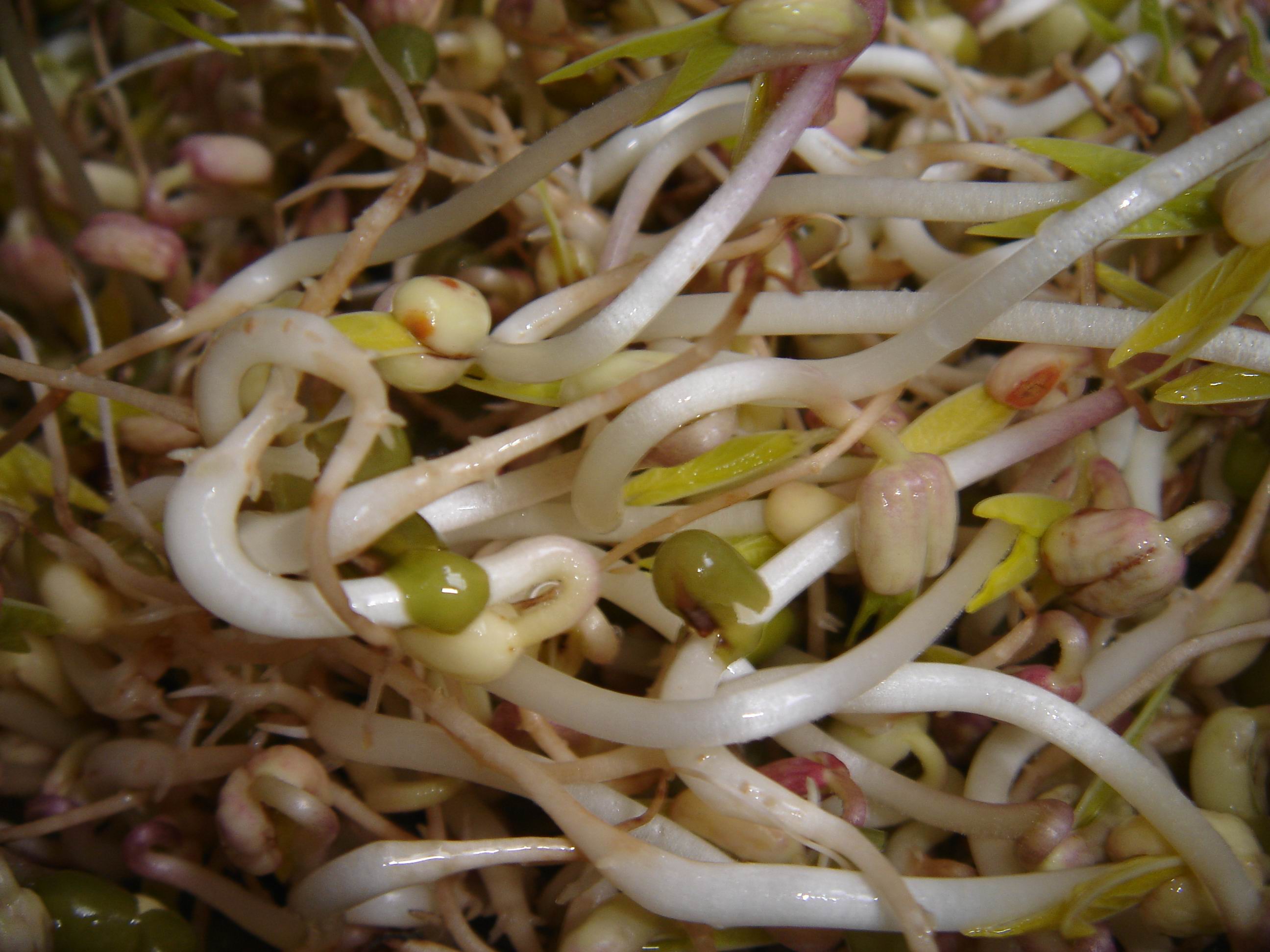  p>豆芽,也称芽苗菜,又名 a target="_blank" href="/item/巧芽">巧芽